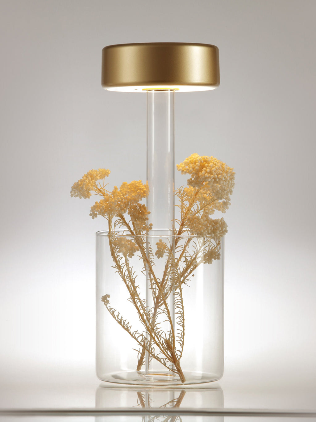Petite lampe à poser LED à intensité variable Reed - Doré, transparent